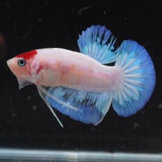 画像1: HMPK　紅白 (1)