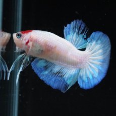画像10: HMPK　紅白 (10)