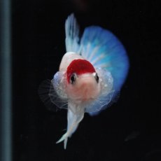 画像3: HMPK　紅白 (3)