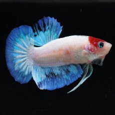 画像9: HMPK　紅白 (9)