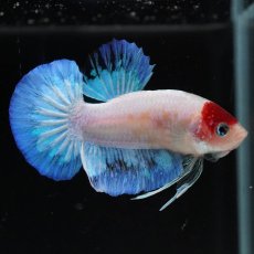 画像5: HMPK　紅白 (5)