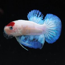 画像4: HMPK　紅白 (4)