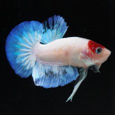 画像7: HMPK　紅白 (7)