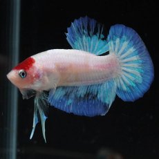 画像8: HMPK　紅白 (8)