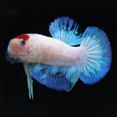 画像6: HMPK　紅白 (6)