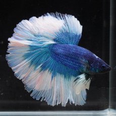 画像3: HM　ブルーバタフライ　ローズテール (3)