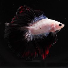 画像3: FM　ホワイトファンシー (3)