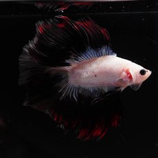 画像7: FM　ホワイトファンシー (7)