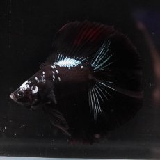 画像8: FM　ブラックスター (8)