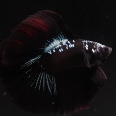 画像10: FM　ブラックスター (10)
