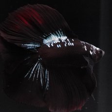 画像7: FM　ブラックスター (7)