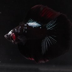 画像6: FM　ブラックスター (6)