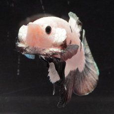 画像6: HM　カッパーリム (6)