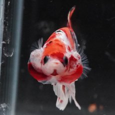 画像3: HMPK　キャンディカッパー (3)