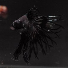 画像3: KCT　ブラックカッパー (3)