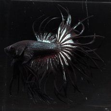 画像1: KCT　ブラックカッパー (1)