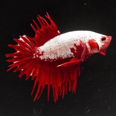 画像8: CTPK　プラチナレッドドラゴン (8)