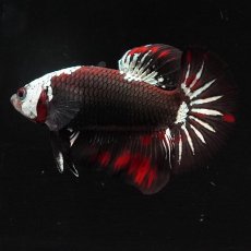 画像12: HMPK　ブラックレッドサムライ (12)