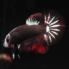 画像14: HMPK　ブラックレッドサムライ (14)