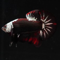 画像16: HMPK　ブラックレッドサムライ (16)