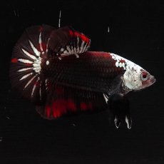 画像17: HMPK　ブラックレッドサムライ (17)