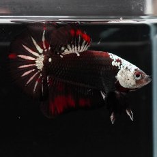 画像15: HMPK　ブラックレッドサムライ (15)