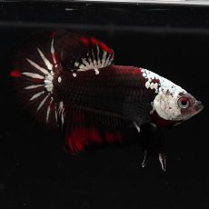 画像13: HMPK　ブラックレッドサムライ (13)