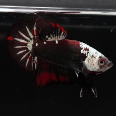 画像11: HMPK　ブラックレッドサムライ (11)