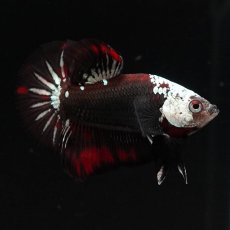 画像4: HMPK　ブラックレッドサムライ (4)