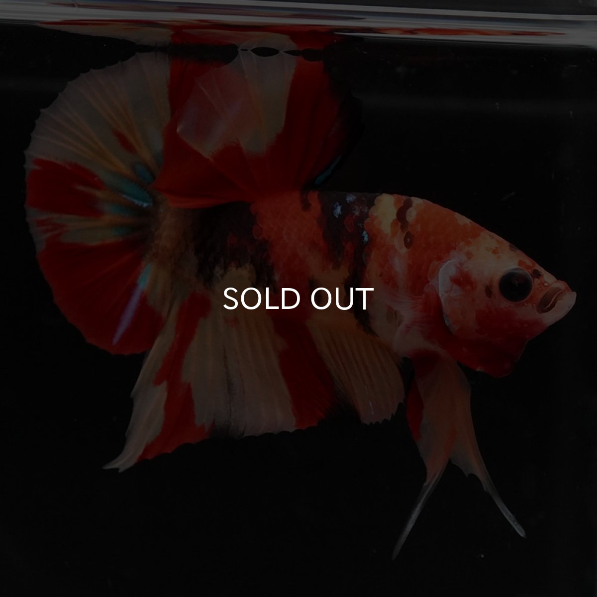 画像4: HMPK　キャンディ (4)
