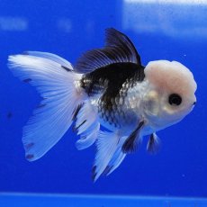 画像8: タイ産　パンダオランダ　9cm± (8)