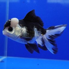 画像12: タイ産　パンダオランダ　9cm± (12)