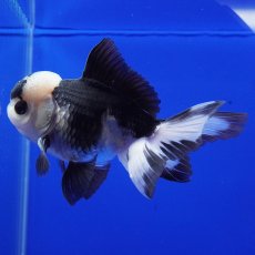 画像9: タイ産　パンダオランダ　9cm± (9)