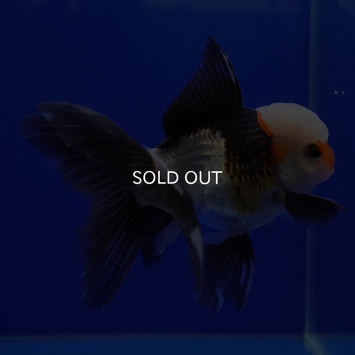 画像5: タイ産　トリカラーオランダ　9cm± (5)