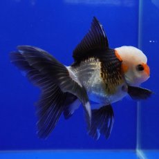 画像5: タイ産　トリカラーオランダ　9cm± (5)