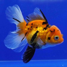 画像9: タイ産　虎オランダ　8cm± (9)