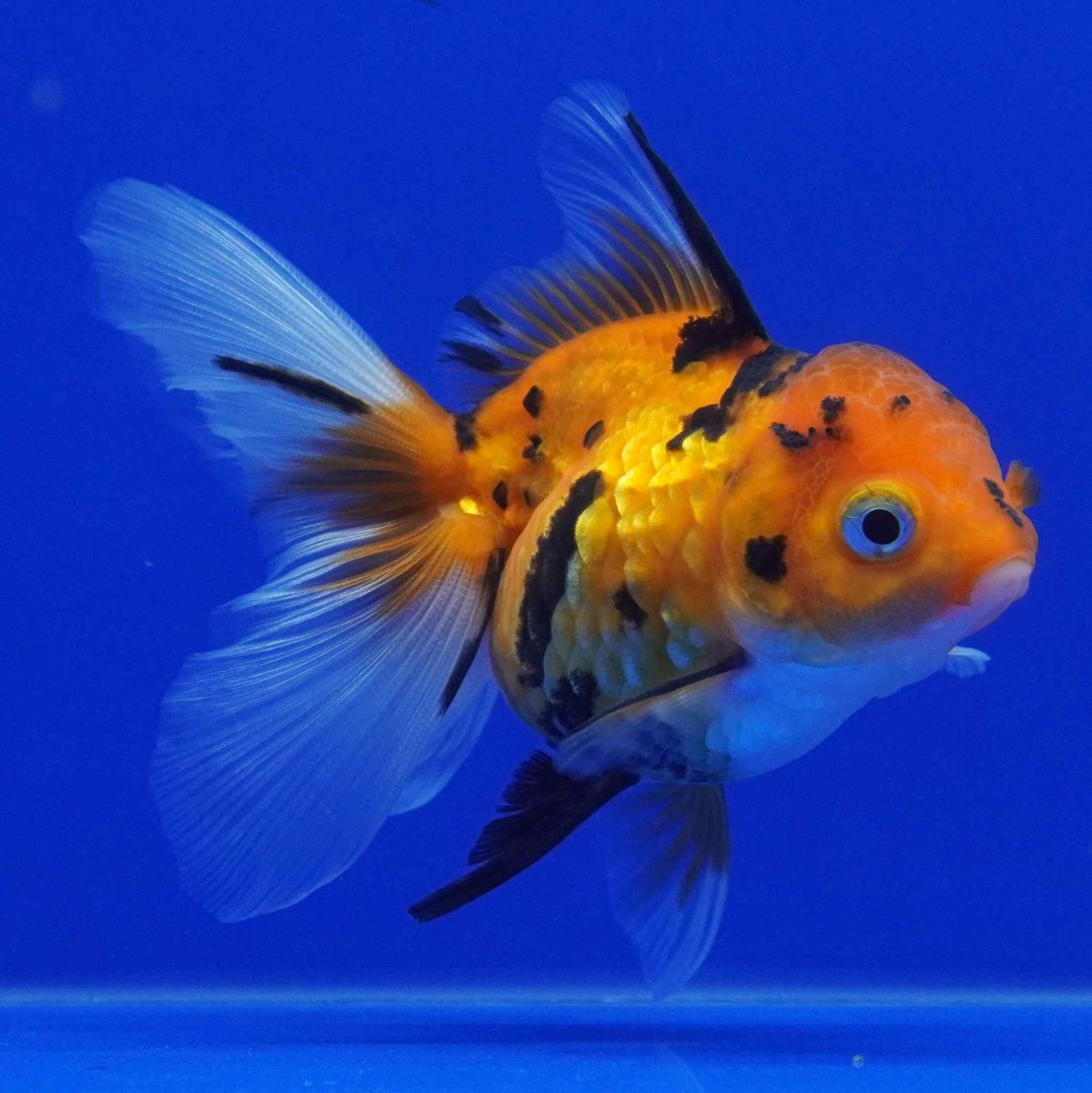 画像7: タイ産　虎オランダ　8cm± (7)
