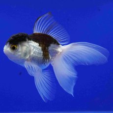 画像1: タイ産　パンダオランダ　9cm± (1)
