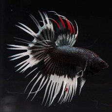 画像1: CT　ブラックカッパーバタフライ (1)