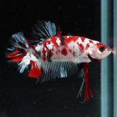 画像6: HMPK　鯉ギャラクシー (6)