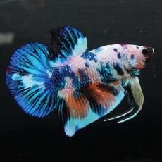 画像2: GHMPK　キャンディレインボー (2)