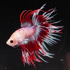 画像2: CT　レッドファンシー (2)