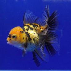 画像11: タイ産　虎オランダ　8cm± (11)