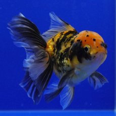 画像8: タイ産　虎オランダ　8cm± (8)