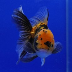画像7: タイ産　虎オランダ　8cm± (7)