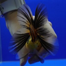 画像12: タイ産　虎オランダ　8cm± (12)