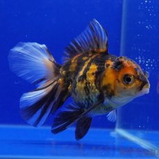 画像6: タイ産　虎オランダ　8cm± (6)
