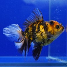 画像2: タイ産　虎オランダ　8cm± (2)