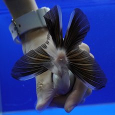 画像9: パンダオランダ　9cm± (9)