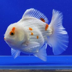 画像1: タイ産　更紗オランダ　ショートボディ　14cm± (1)